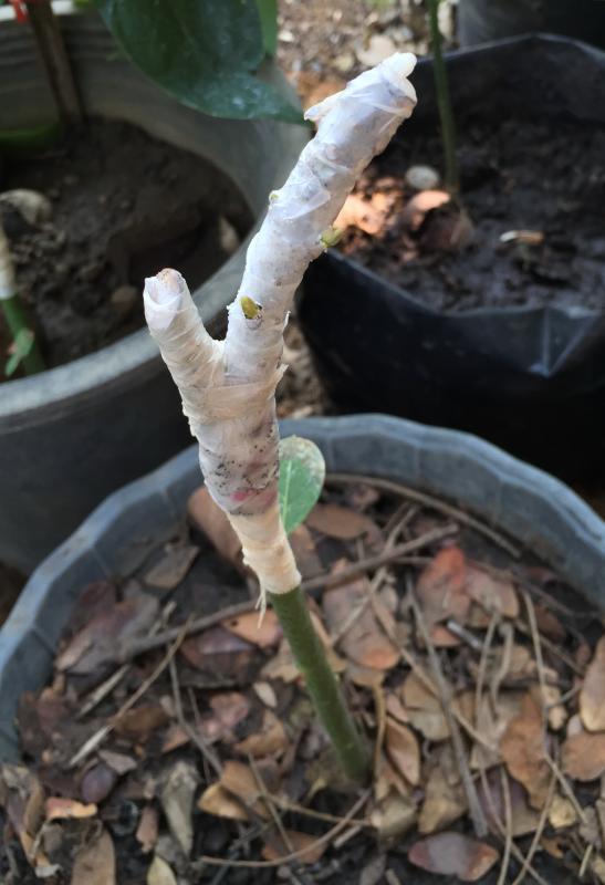 post-14625-0-80082900-1425879336_thumb.j