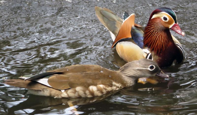 post-21581-0-69179400-1426411169_thumb.j