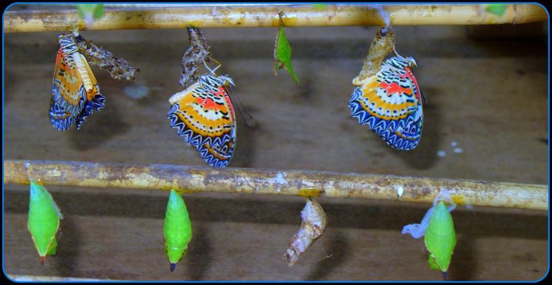 post-231841-0-92608300-1426392048_thumb.