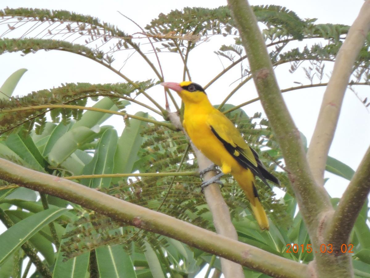 post-26396-0-73430500-1425296772_thumb.j