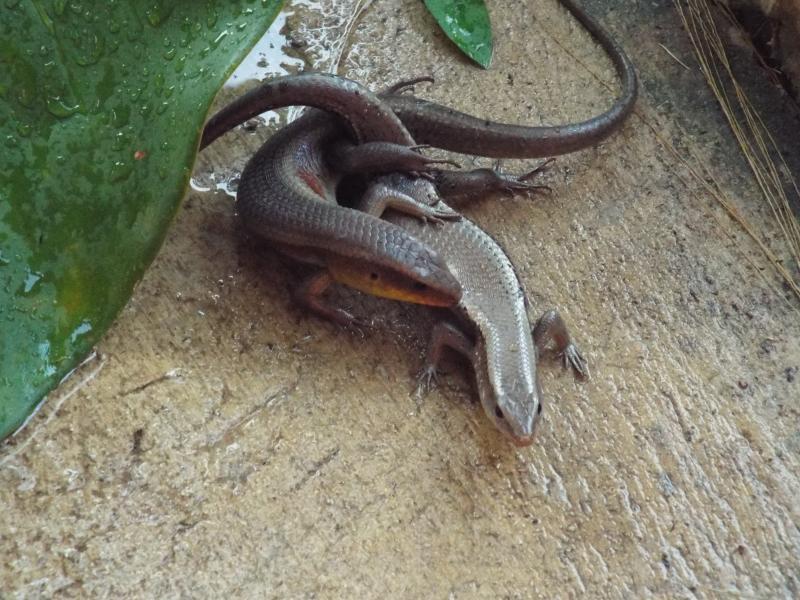 post-32351-0-18842300-1427164005_thumb.j