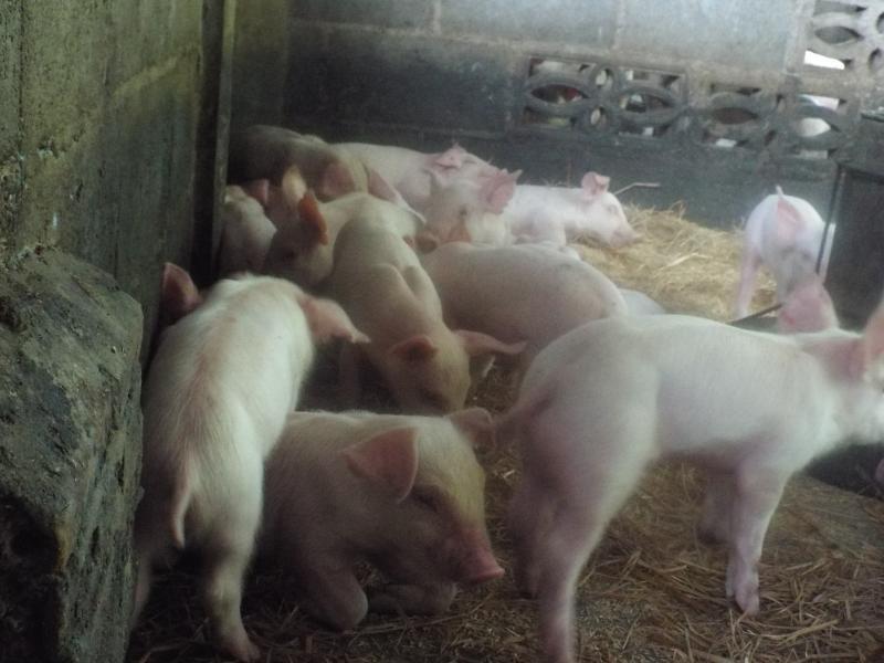 post-32351-0-41994300-1426297790_thumb.j