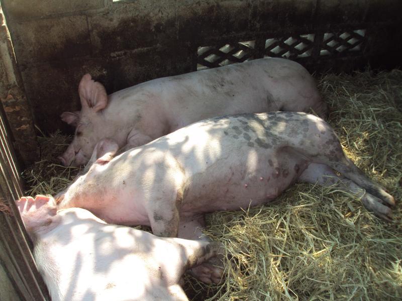 post-32351-0-51521300-1426297656_thumb.j