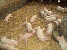 post-32351-0-74589800-1426297612_thumb.j