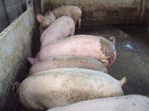 post-32351-0-84892800-1426297623_thumb.j