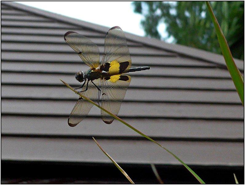 post-9958-0-44266900-1425275859_thumb.jp