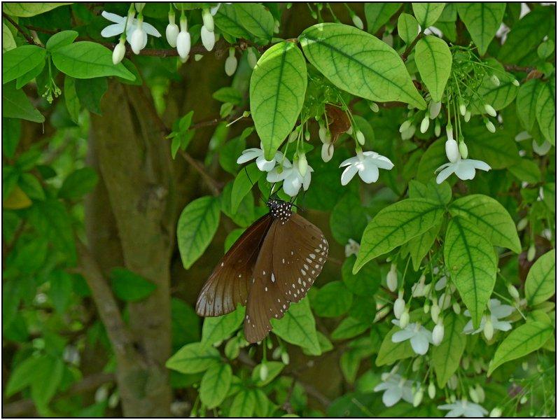 post-9958-0-89783300-1425262778_thumb.jp