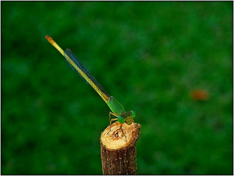 post-9958-0-92946400-1427004222_thumb.jp