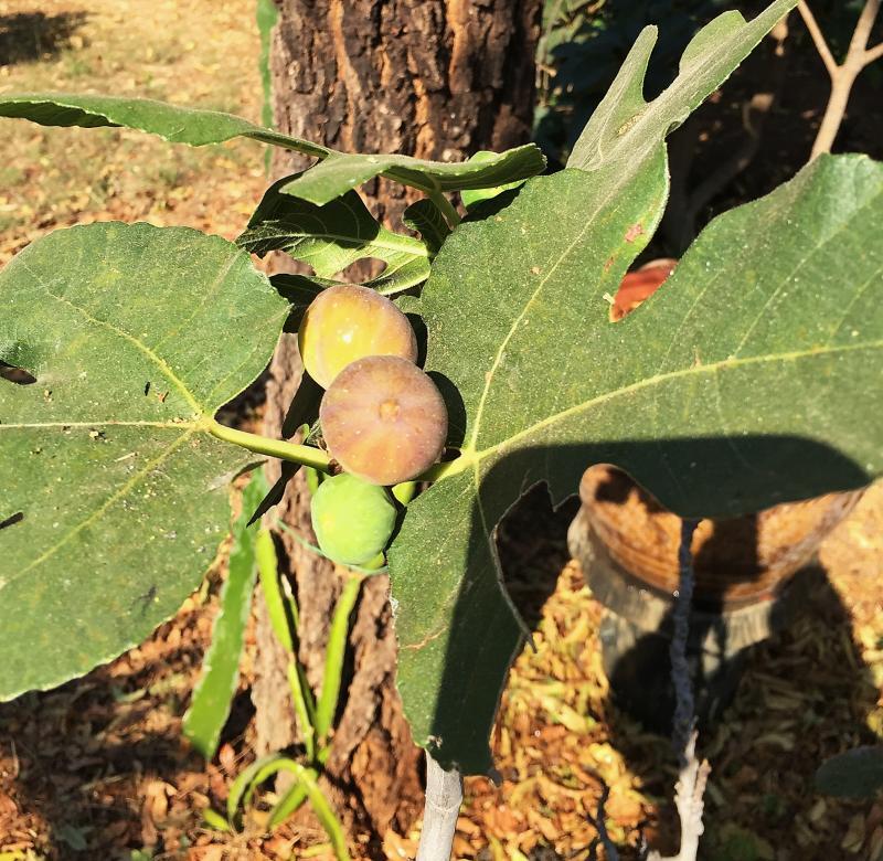 post-14625-0-20034100-1456922762_thumb.j