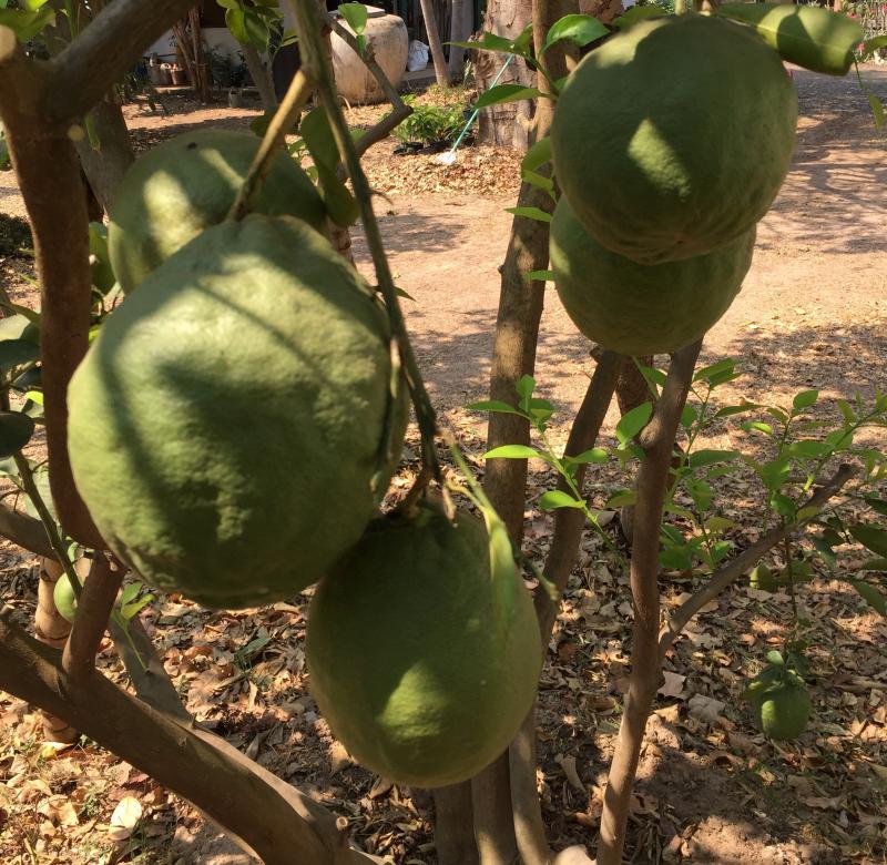 post-14625-0-49178400-1456922701_thumb.j