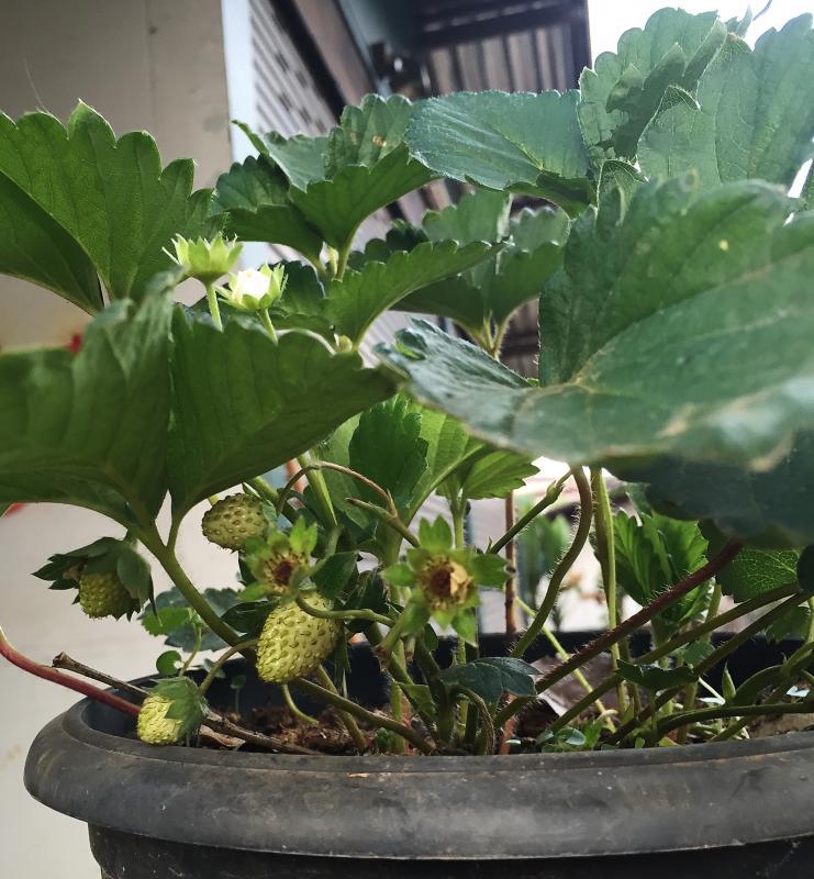 post-14625-0-68163500-1456922669_thumb.j