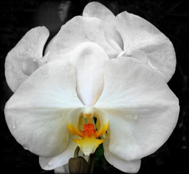 post-231841-0-96139800-1459316132_thumb.