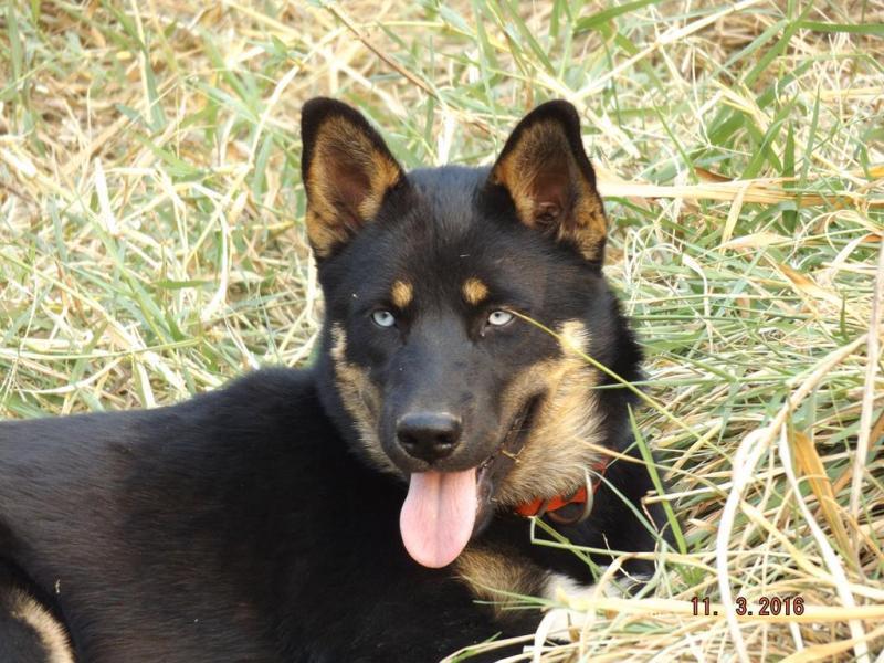 post-5469-0-06749900-1457858485_thumb.jp