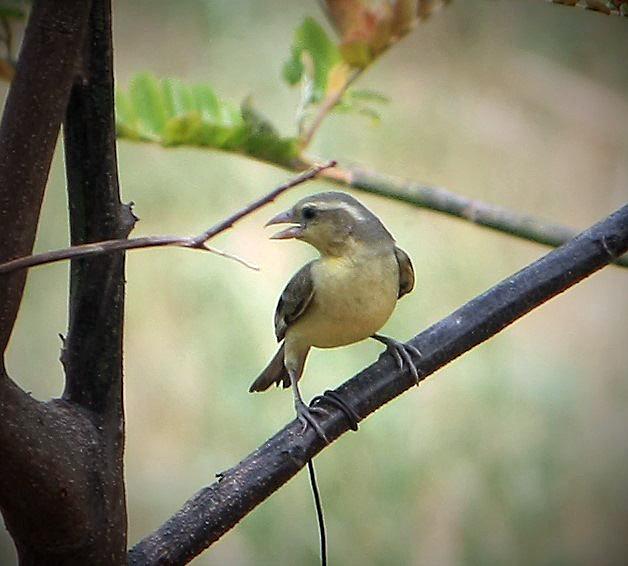 post-59731-0-22672000-1458976794_thumb.j