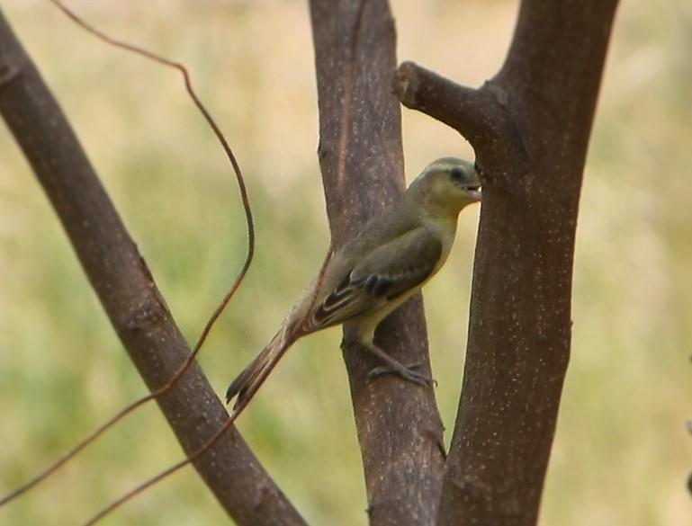 post-59731-0-72996300-1458976821_thumb.j