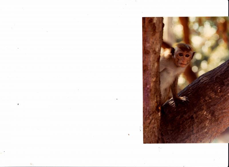 post-59887-0-34429100-1456983436_thumb.j