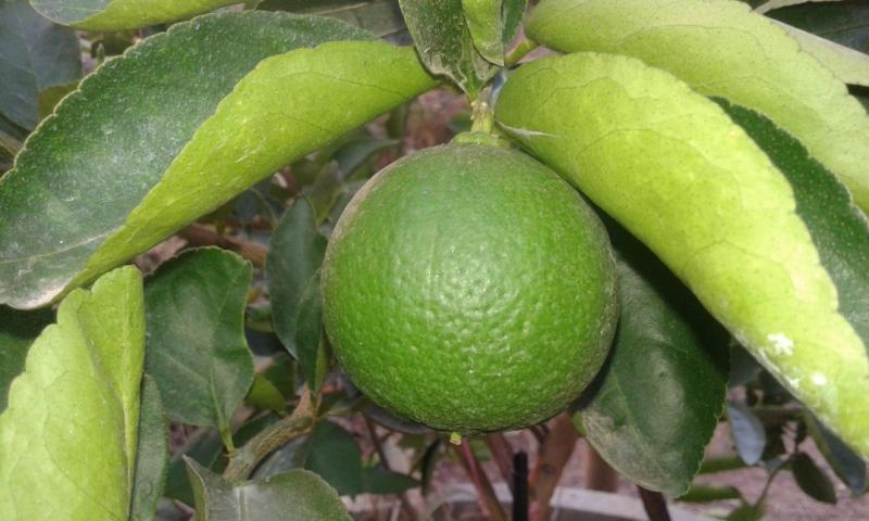 post-63954-0-04521000-1457324125_thumb.j