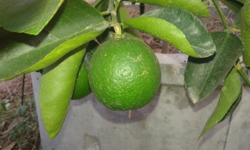 post-63954-0-45526400-1457324230_thumb.j