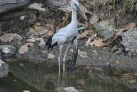 post-12069-0-39353100-1365935514_thumb.j