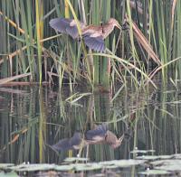 post-12069-0-56389500-1366618179_thumb.j