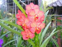 post-126208-0-17472700-1365311394_thumb.