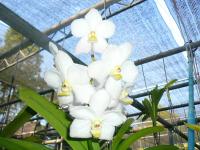 post-126208-0-28562100-1367313660_thumb.