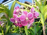 post-126208-0-40868600-1367313663_thumb.