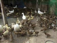 post-126208-0-92951100-1366531722_thumb.