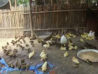 post-126208-0-94846100-1366531720_thumb.