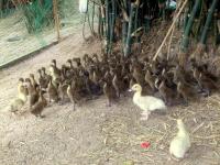 post-126208-0-96086000-1366531723_thumb.