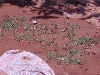 post-140342-0-00762700-1366169485_thumb.