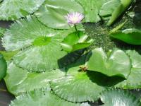 post-140342-0-02137300-1366169404_thumb.