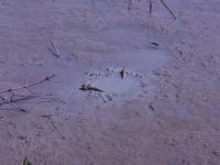 post-140342-0-14322900-1366170496_thumb.