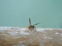 post-140342-0-15886300-1366169651_thumb.