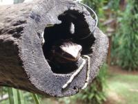 post-140342-0-53254500-1366170229_thumb.