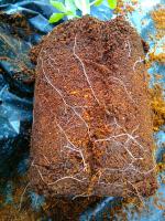 post-37242-0-85347300-1365927775_thumb.j