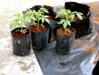 post-37242-0-89407900-1365927737_thumb.j