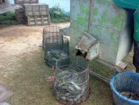 post-42398-0-08166100-1364994686_thumb.j