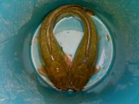 post-42398-0-34105400-1364994609_thumb.j