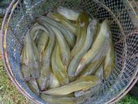 post-42398-0-55833700-1364994471_thumb.j