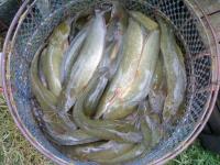 post-42398-0-57804000-1364994496_thumb.j