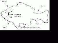 post-42398-0-91731400-1365072371_thumb.g