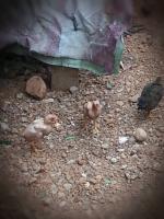 post-108598-0-52232800-1396788612_thumb.