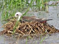 post-12069-0-15449300-1397718518_thumb.j