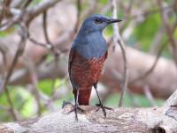 post-12069-0-34633500-1396679324_thumb.j