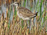 post-12069-0-64609400-1398059774_thumb.j