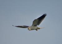 post-12069-0-82404100-1397637359_thumb.j