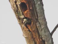 post-12069-0-94247300-1396877699_thumb.j