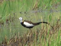 post-12069-0-95797400-1398059843_thumb.j