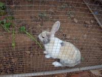 post-175700-0-57722900-1398762136_thumb.